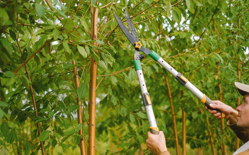 Tree trimming in Batavia, IA